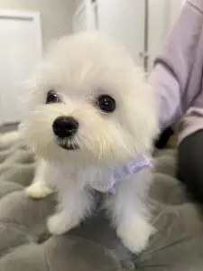 The Post goes undercover: Queens pet store selling Asian-bred pups for up to $38K despite NY sale ban