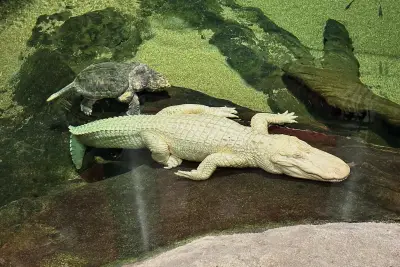 San Francisco’s beloved albino alligator Claude dead at 30