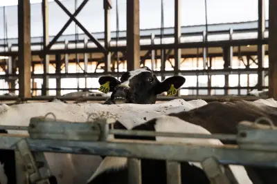 Urban NYS Dems want to limit how many cows dairy farms can own in latest green push — sparking upstate-downstate beef