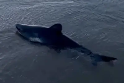 Beached shark rescued by brave dog-walker in astonishing video