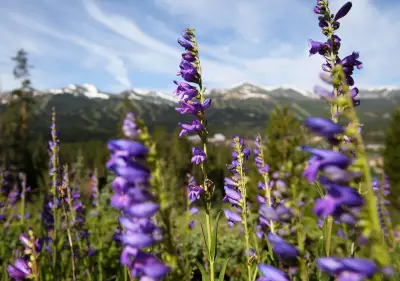 Breckenridge adding wildflower advisories online to keep people up to date