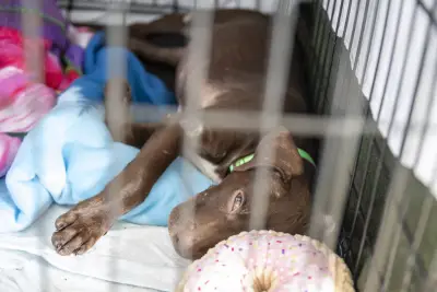 Texas animal rescue group helps ‘influx’ of missing dogs and cats as floodwaters recede: ‘Thousands of pets out there’