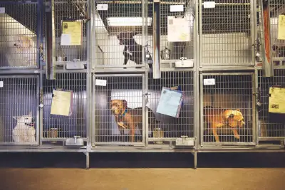 Giacoppo: Honoring those who step up for shelter pets