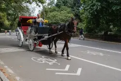 Animal rights group NYCLASS spends millions to ban horse carriages in Big Apple