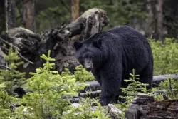 Wisconsin woman injured in black bear attack