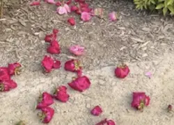 Vandals Behead Hundreds of Peonies at the University of Michigan’s Nichols Arboretum in Anti-Israel Protest