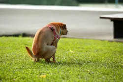 This NYC neighborhood the most plagued by puppy poop in 2025: ‘Getting out of hand’