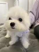 The Post goes undercover: Queens pet store selling Asian-bred pups for up to $38K despite NY sale ban