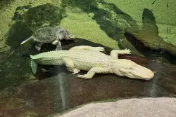 San Francisco’s beloved albino alligator Claude dead at 30