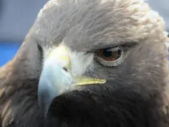 Some Boulder foothills open spaces closed until August to protect golden eagles
