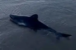 Beached shark rescued by brave dog-walker in astonishing video
