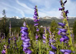 Breckenridge adding wildflower advisories online to keep people up to date