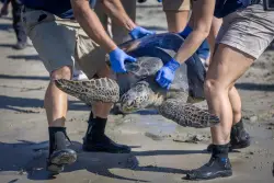 Crowd gathers in Seal Beach to watch rehabilitated sea turtle released to the ocean