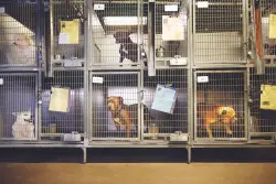 Giacoppo: Honoring those who step up for shelter pets