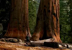 California teacher found dead in Sequoia National Park after being reported missing a day before