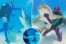 ‘Shark Week’ and ‘Sharkfest’ execs reveal how sharks took over summer TV – and if there’s a rivalry